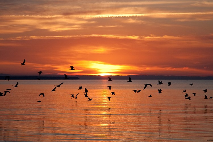 Jurmala - Zonsondergang met vogels